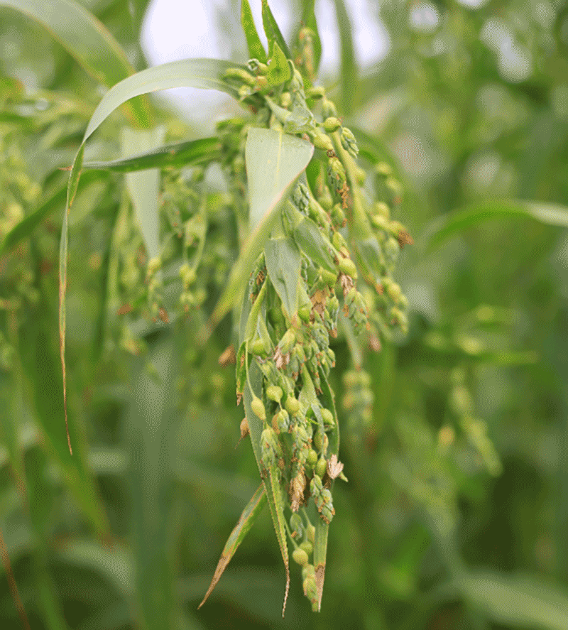种薏米有什么高产技巧？从选地到卖价，一篇讲透