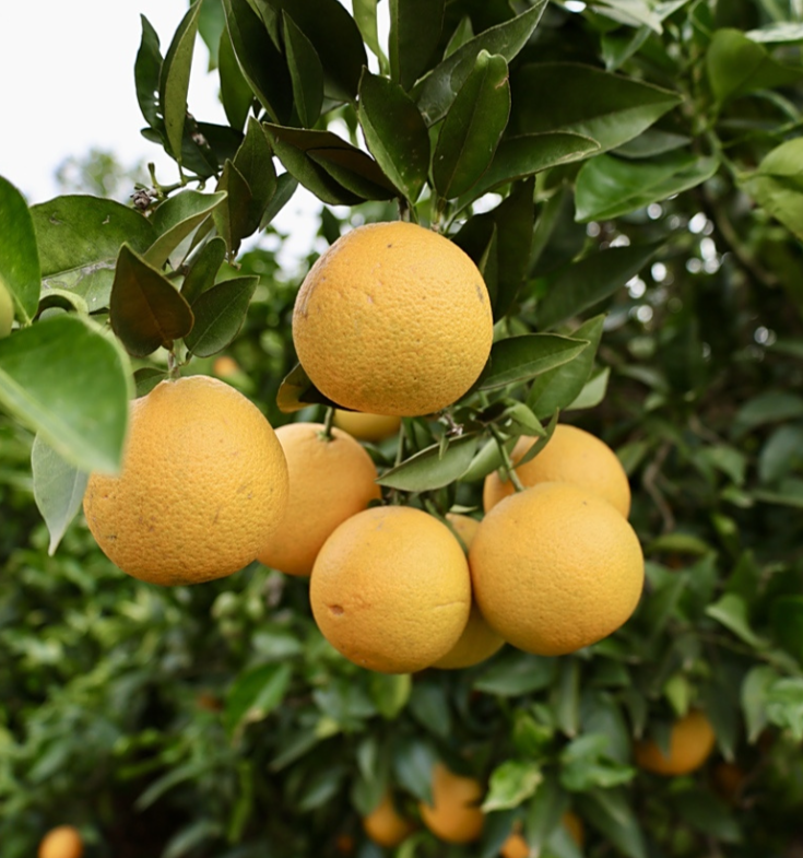 种柚子的方法有哪些？如何种出又大又甜的柚子？