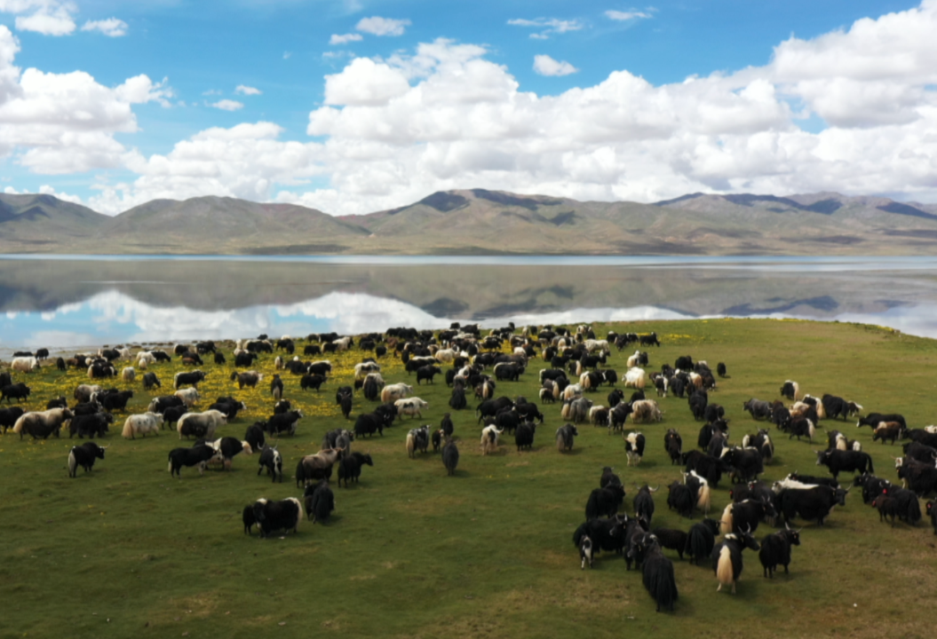 金秋都兰：草原丰收季，畜牧产业旺