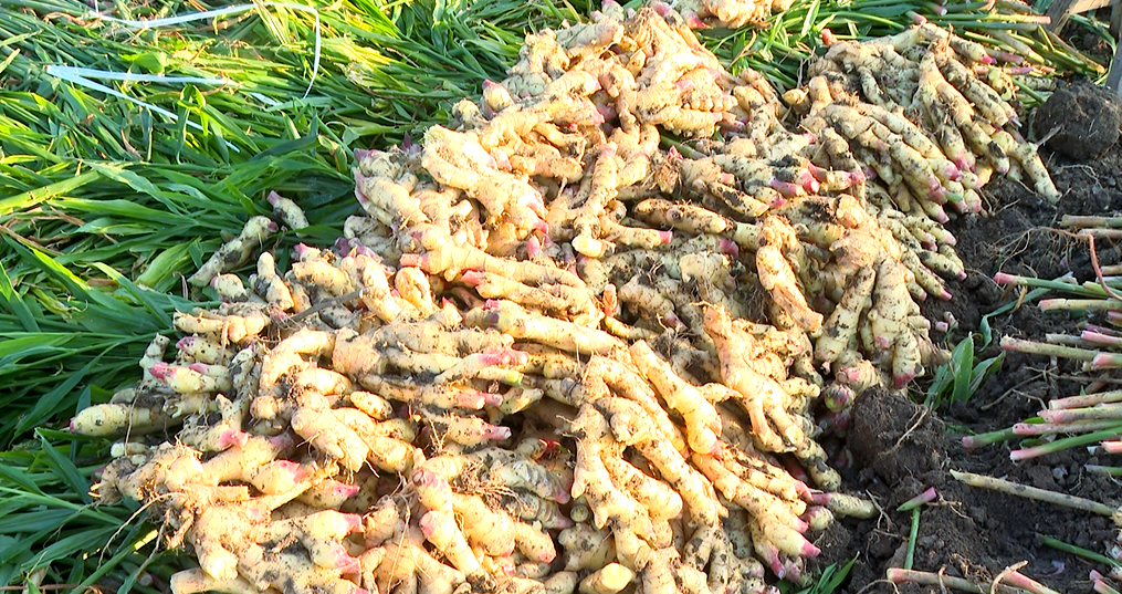 山西长治西村:小生姜撬动乡村振兴大产业