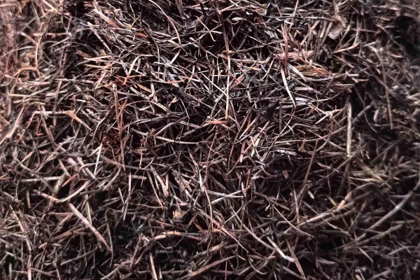 松针怎么制作花肥？三种实用发酵方法制作优质花肥