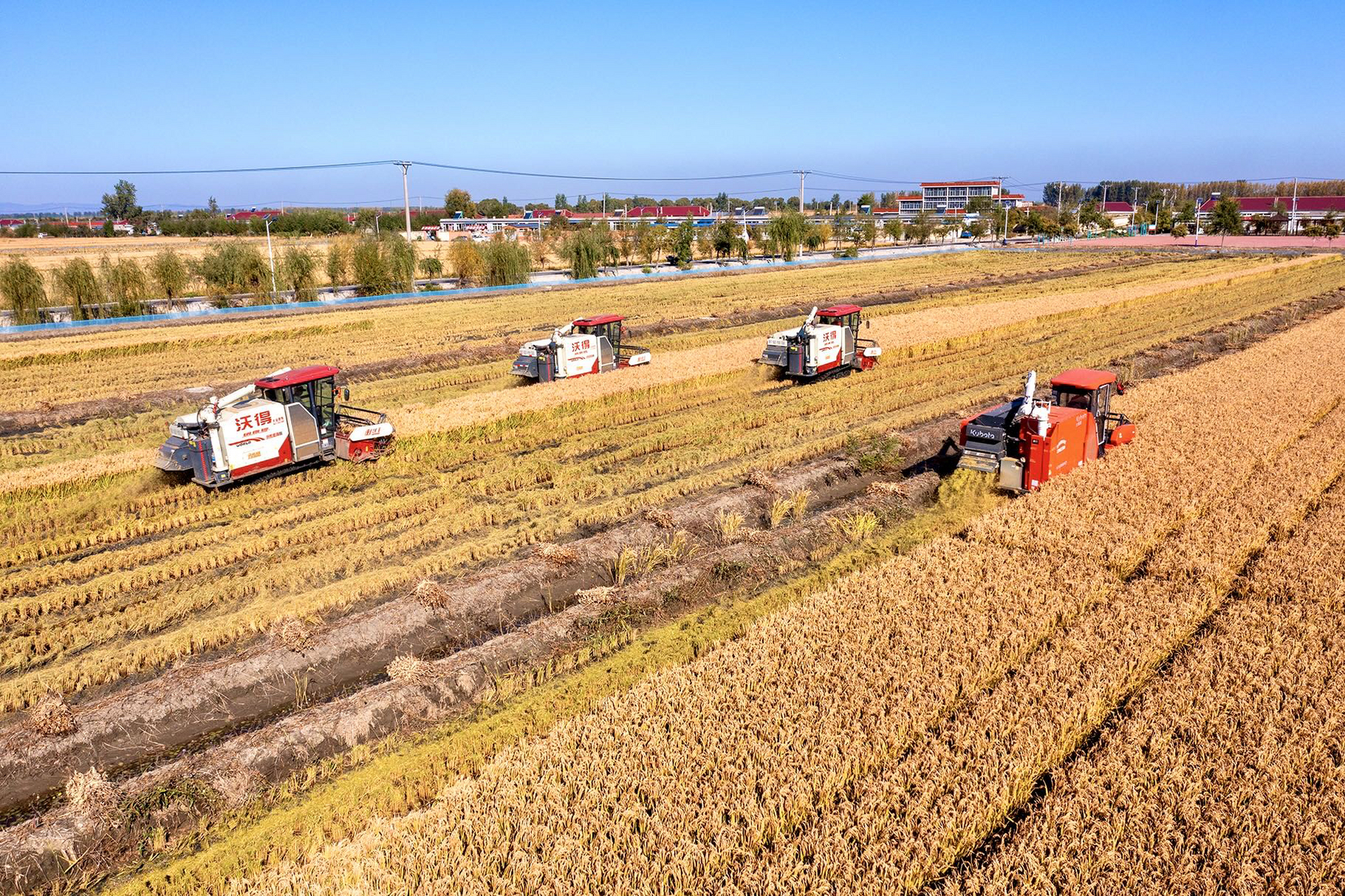 河南辽宁积极应对天气挑战 多措并举保障粮食生产与收储进度