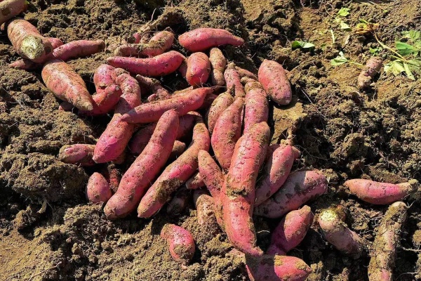 红薯怎么储藏才不烂？这四个关键环节能避免30%损失