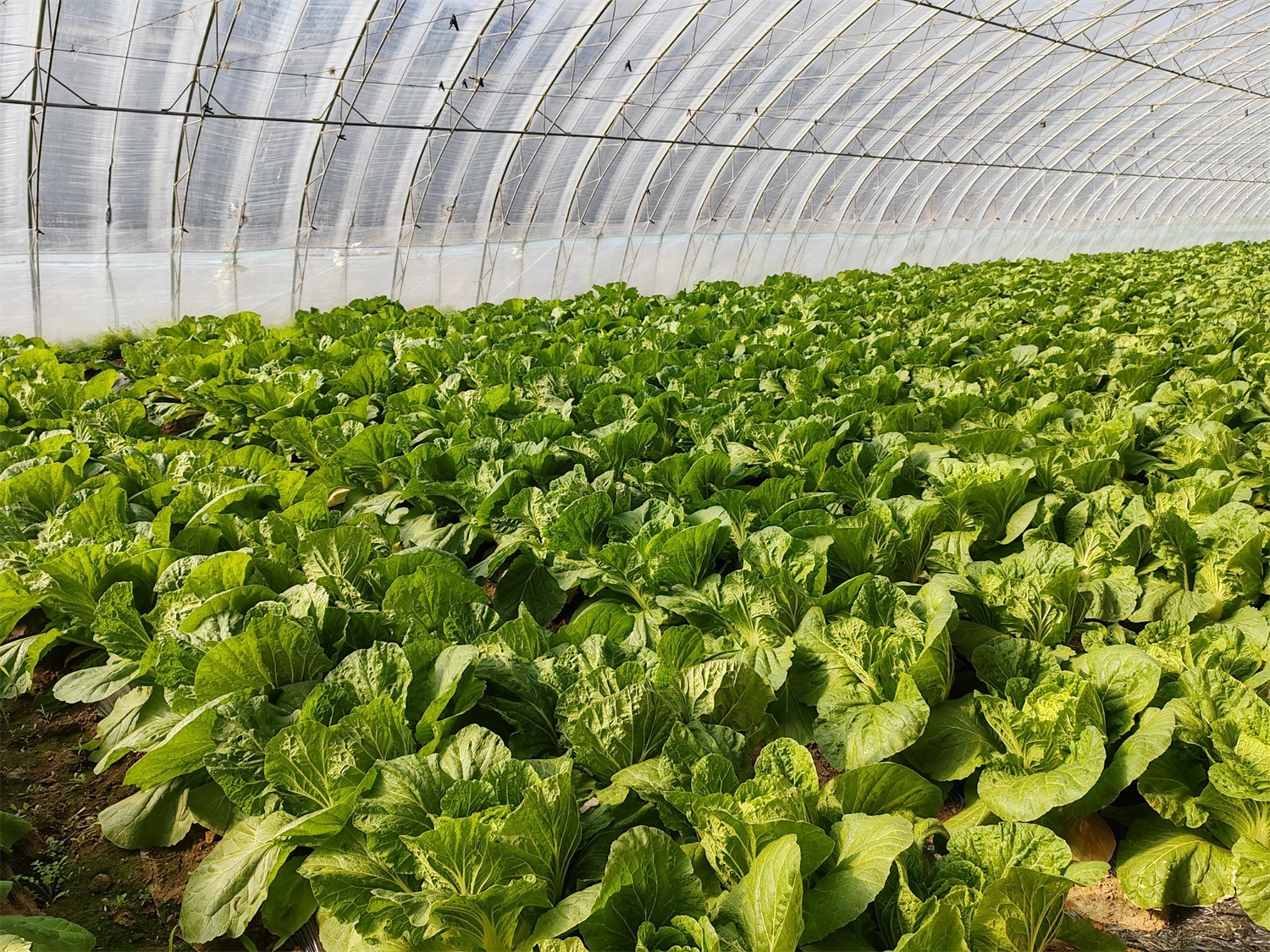 家庭种菜怎么施肥？按类别、分阶段，教你种出鲜嫩好菜