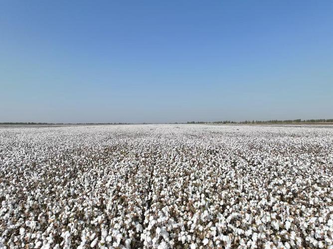 新疆兵团麦后复播棉花：干旱区高产新突破，种植模式再革新