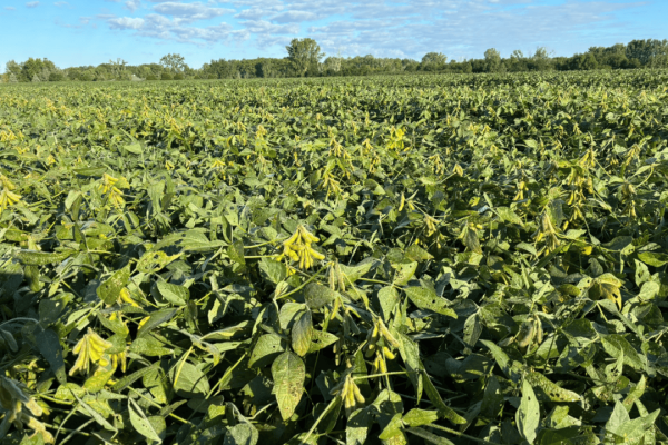 大豆高产有什么技巧?照着这7个环节做,每亩轻松再挖100斤潜力