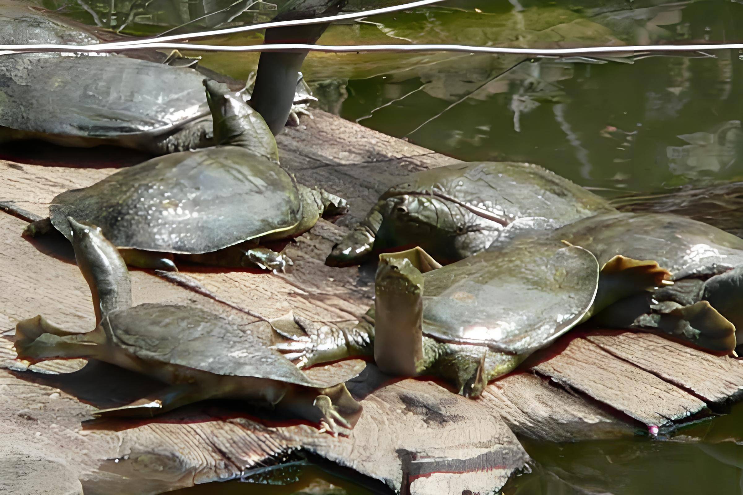 “水中人参”游出产业振兴路：山西榆社甲鱼养殖富农记