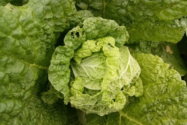 娃娃菜的生长周期是多少天？怎么种好娃娃菜？