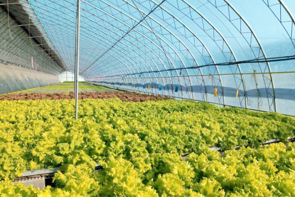 大棚棚膜滴水是什么原因？大棚棚膜滴水怎么解决？