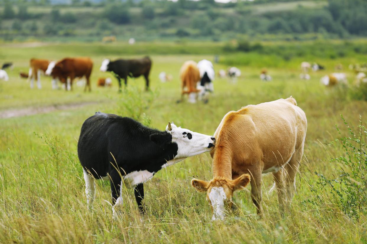多措并举稳定畜牧业生产：保障市场供应与促进产业高质量发展