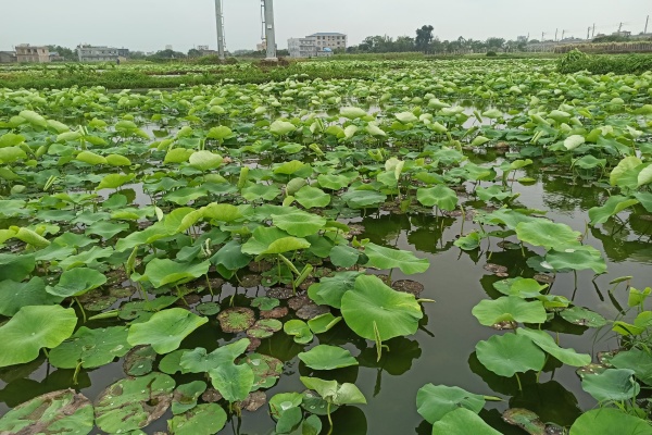 种藕为什么藕尾必须露出泥面？露出藕尾正确方法是什么？