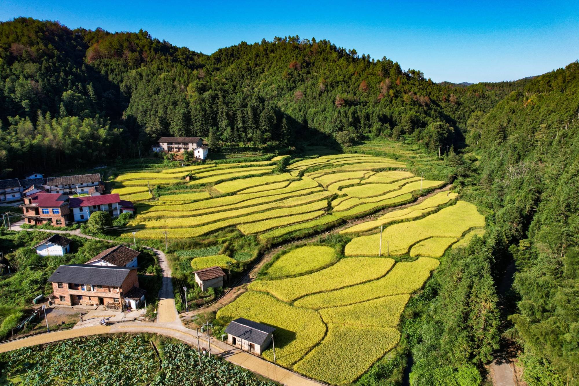 江西秋粮丰收成定局：全年粮食总产有望突破440亿斤