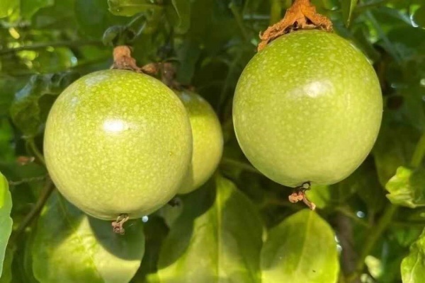 北方能种百香果吗？如何在北方种植百香果？