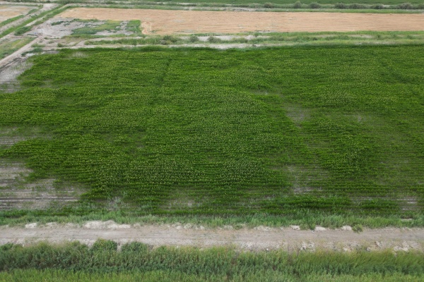 盐碱地怎么改良?掌握这些施肥技巧,低产田逆袭高产