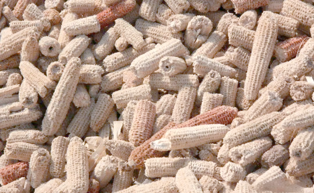 玉米棒芯有什么用途？玉米芯的这些妙用，能帮你省钱还能赚钱