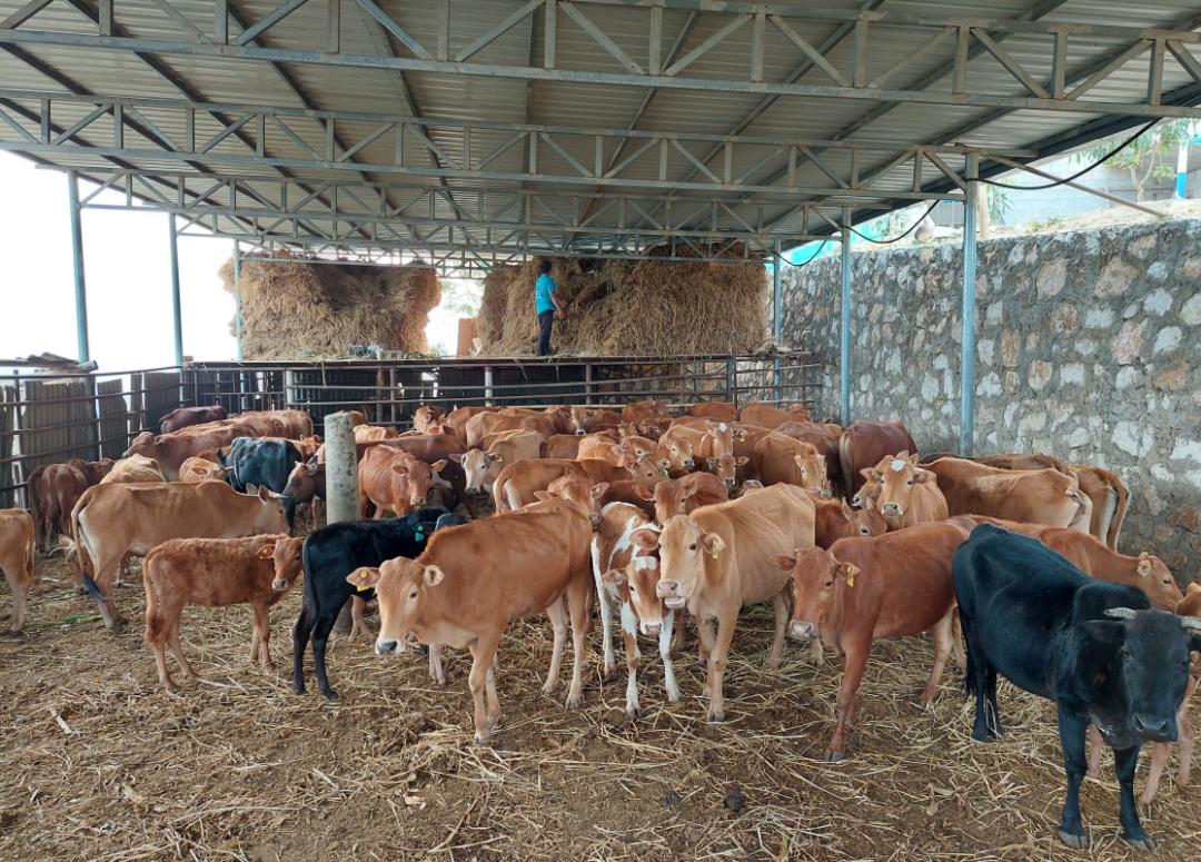 牛场一年四季怎么管理？老养殖户总结了这份时间表