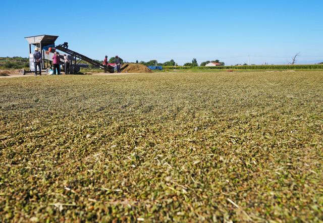 全链条布局，蔚县小贯头村“土药材”变成“金产业”