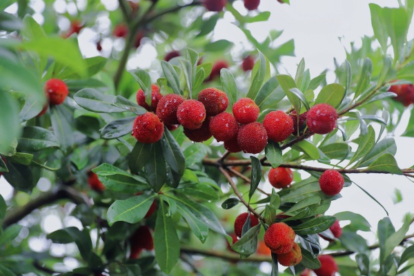 种杨梅有什么技巧？老果农亲授种植诀窍，亩产轻松过2000斤