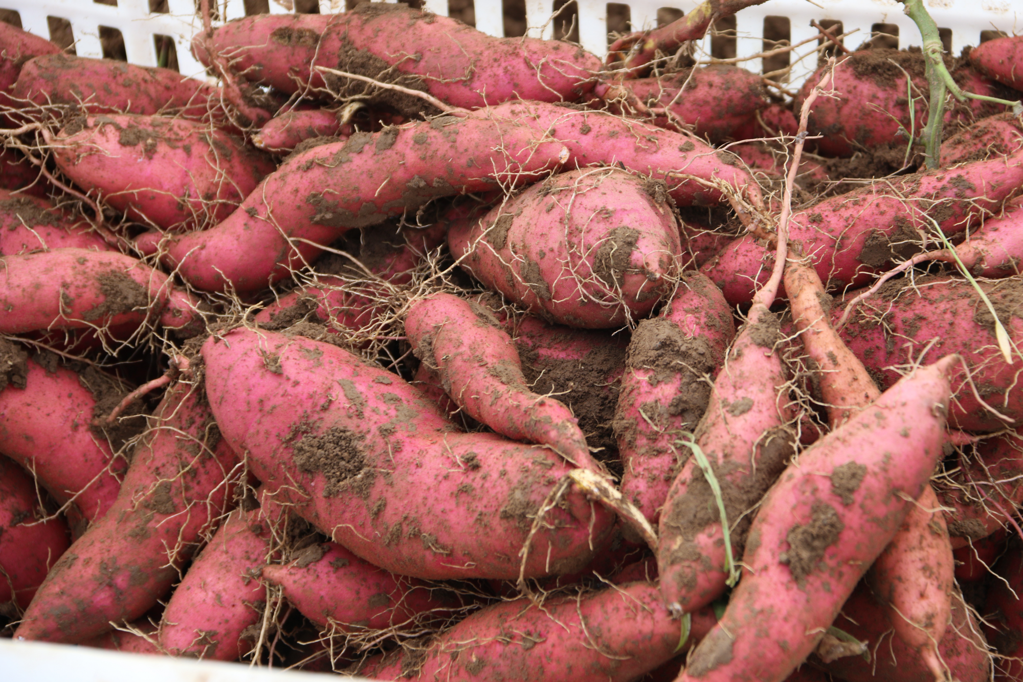 2025河南红薯行情怎么样？丰收之后怎么卖才能更赚钱？