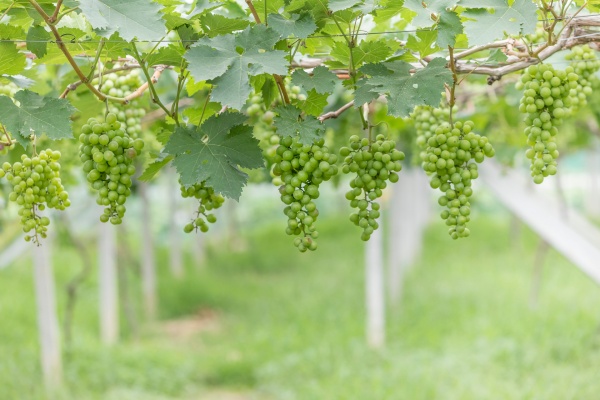 葡萄施肥有什么技巧？这些方法让你的葡萄藤茁壮成长、结果又多又甜