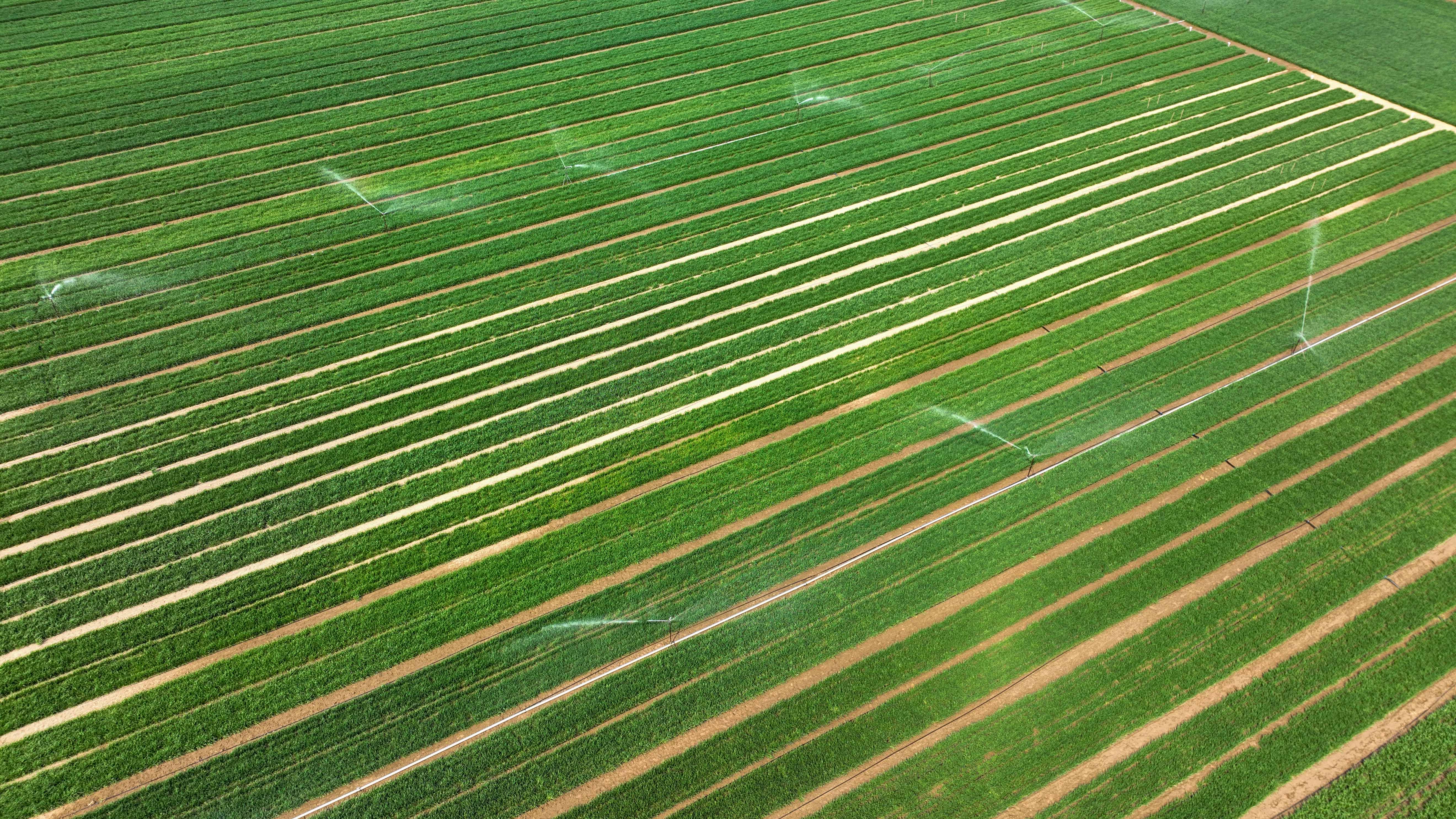 河北发布“十四五”农业农村发展成果：粮食总产创新高，乡村振兴全面推进