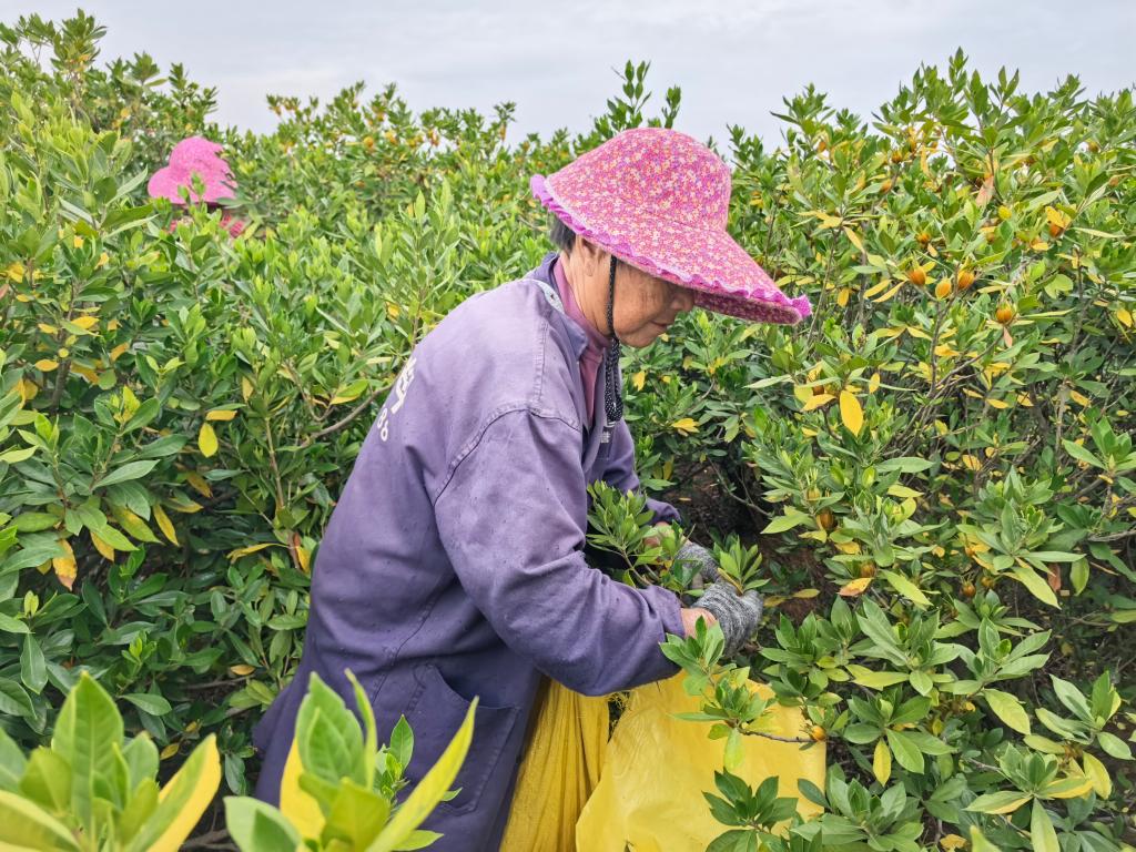 高安上湖乡:小辣椒成就富民大产业