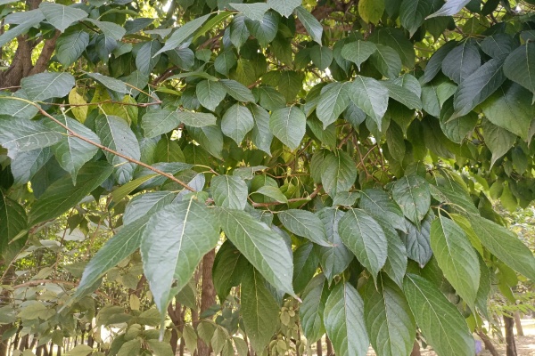 杜仲怎么种？种杜仲有什么技巧？