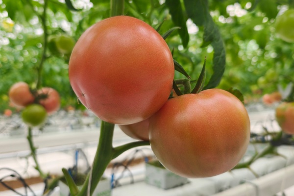 春天在南方种什么菜最划算?这8种蔬菜易成活还高产,吃完一茬又一茬