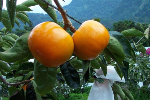 甘肃前三季度农业经济增长5.5%,“畜”势勃发“果”香四溢夯实稳增长基石