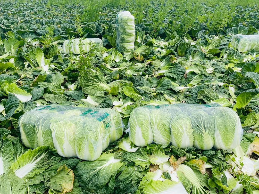 2025年大白菜行情解读：各地价格差异大，怎么种怎么卖才能赚钱？
