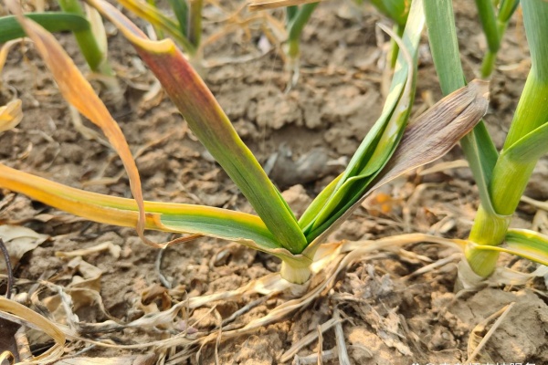 大蒜冬春干尖黄叶怎么解决？大蒜冬春干尖黄叶怎么防治？