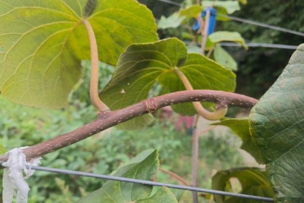 猕猴桃枝条怎么修剪？掌握“一杆三枝”技巧，让你的果园产量翻倍