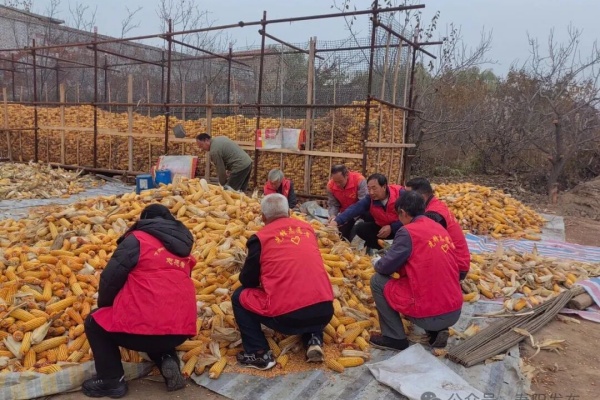 寿阳县宗艾镇：秋粮抢收，筑牢丰收“安全网”