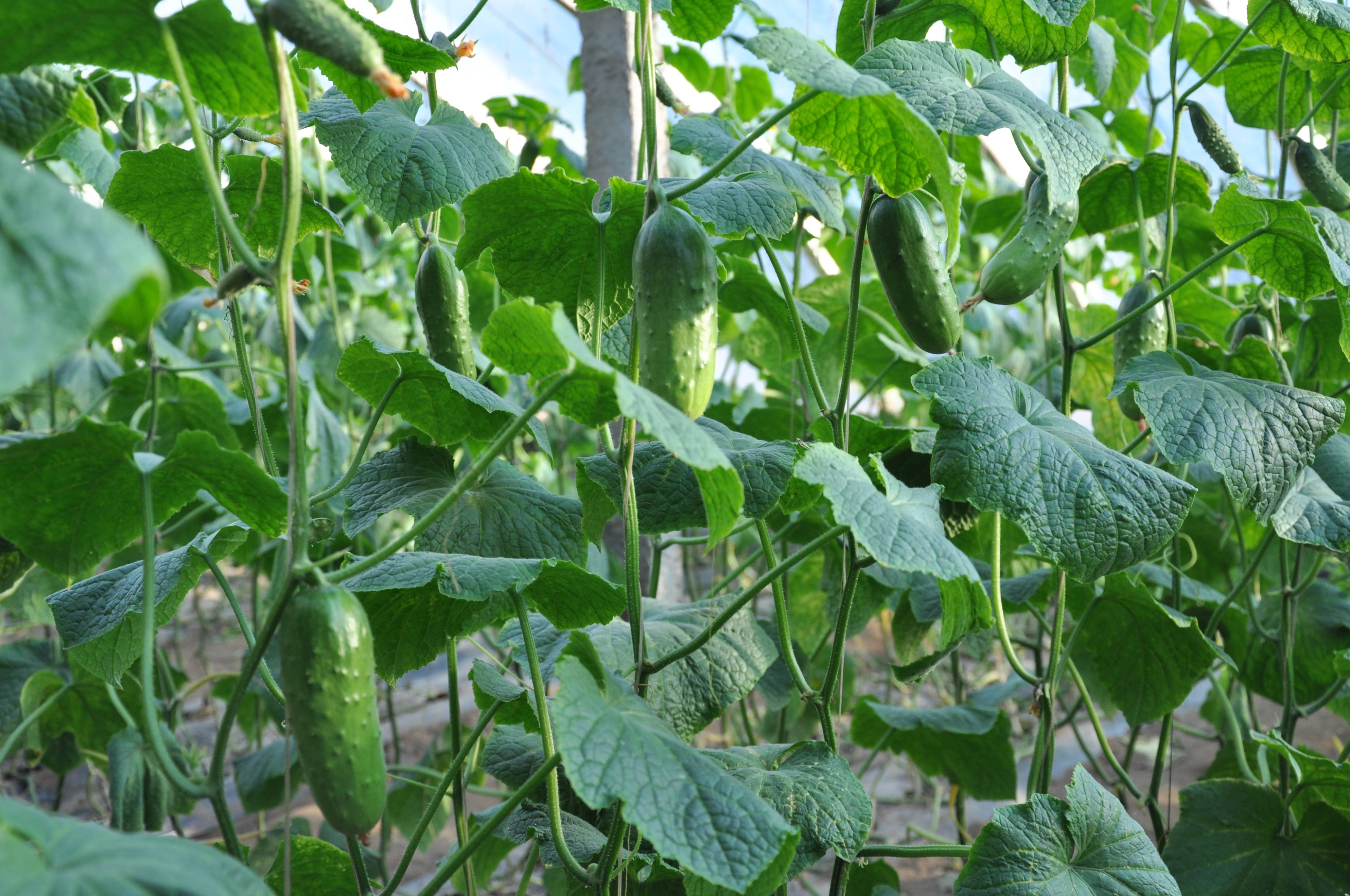 黄瓜总是打蔫怎么办？这些补救方法值得学习