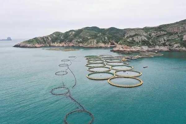 怎么养黄花鱼？黄花鱼养殖技巧和方法有哪些？