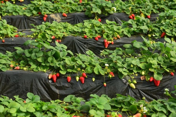 冬季大棚草莓怎么管理？冬季大棚草莓有什么管理技巧？