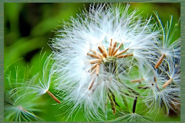 如何种植蒲公英?老农分享高产秘诀