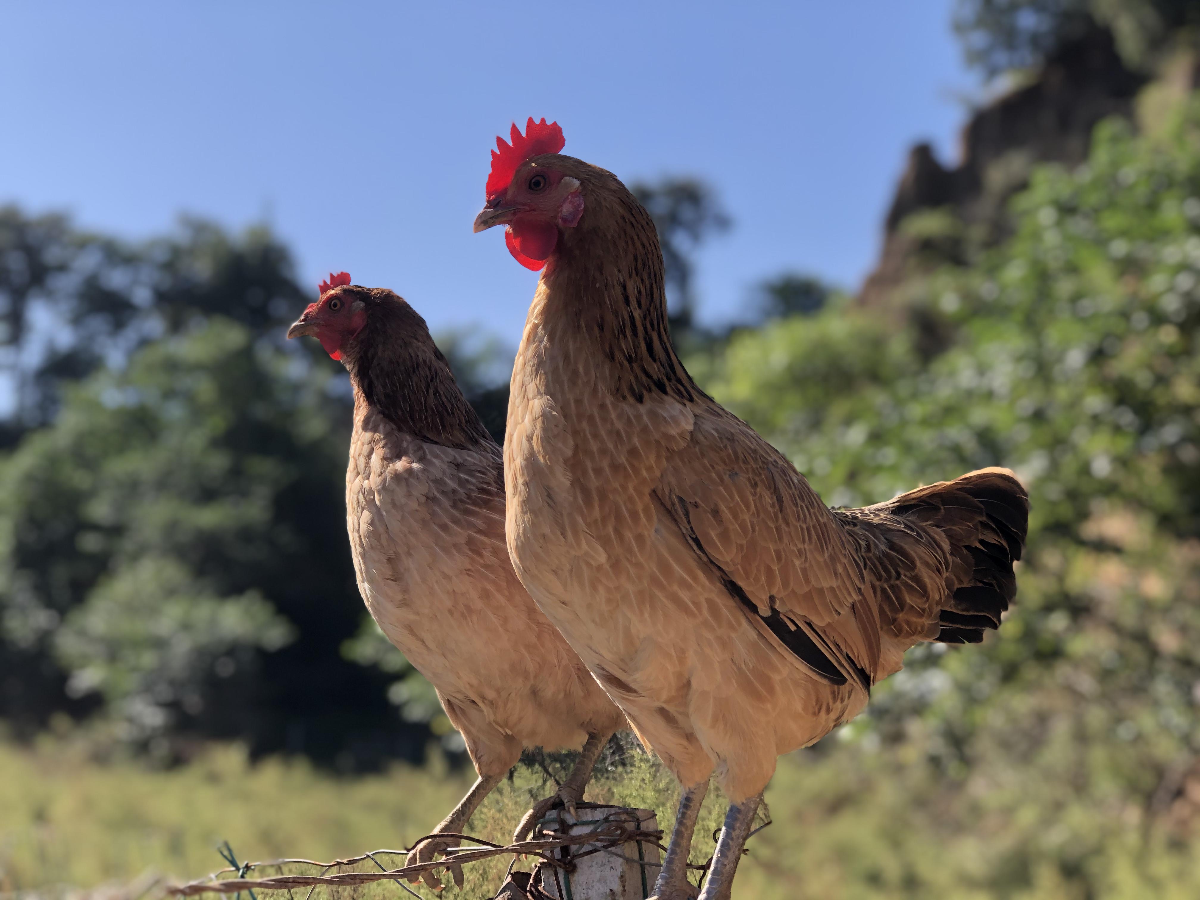 土鸡体重生长标准是多少斤？土鸡怎么养殖？