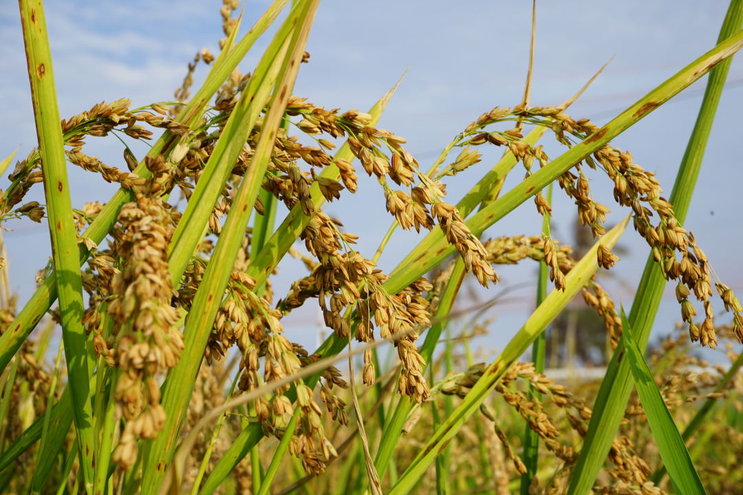 2025我国农业科技前沿：十大突破成果揭晓