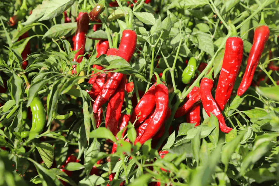 广西玉林兴业县高峰镇:“订单农业”引领辣椒产业规模化发展新路径