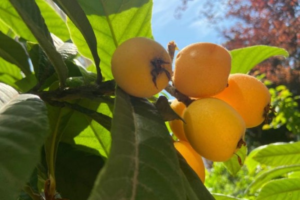 怎么种植枇杷？做好这些事，果大又卖钱