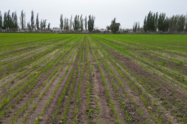 小麦出苗前后怎么做？小麦出苗前后怎么管理？