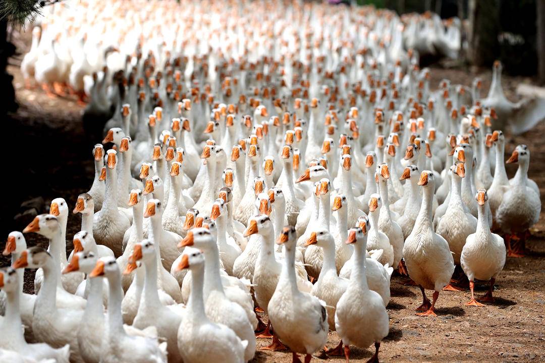 鹅抱窝时间是什么时候?鹅抱窝有什么表现?