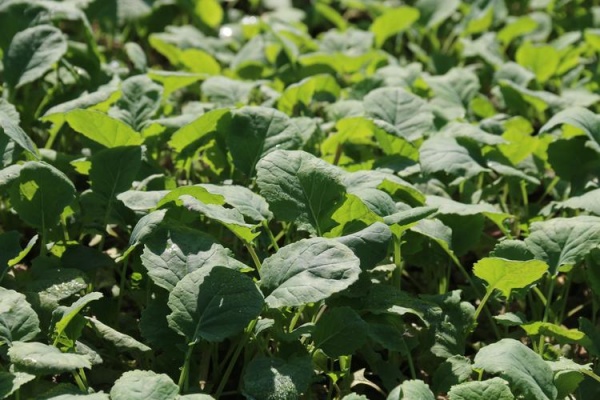 油菜移栽怎么用底肥？老农总结“三字诀”，亩产轻松超400斤