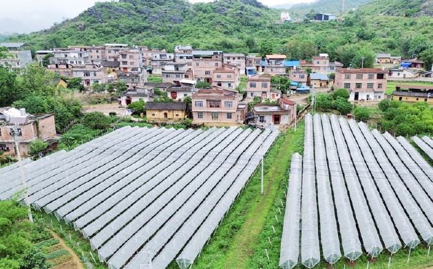 一缸葡萄酒能卖9000元！看平桂这个小山村如何点“葡”成金