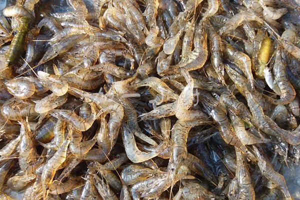 河虾怎么养殖？河虾养殖有什么技巧？