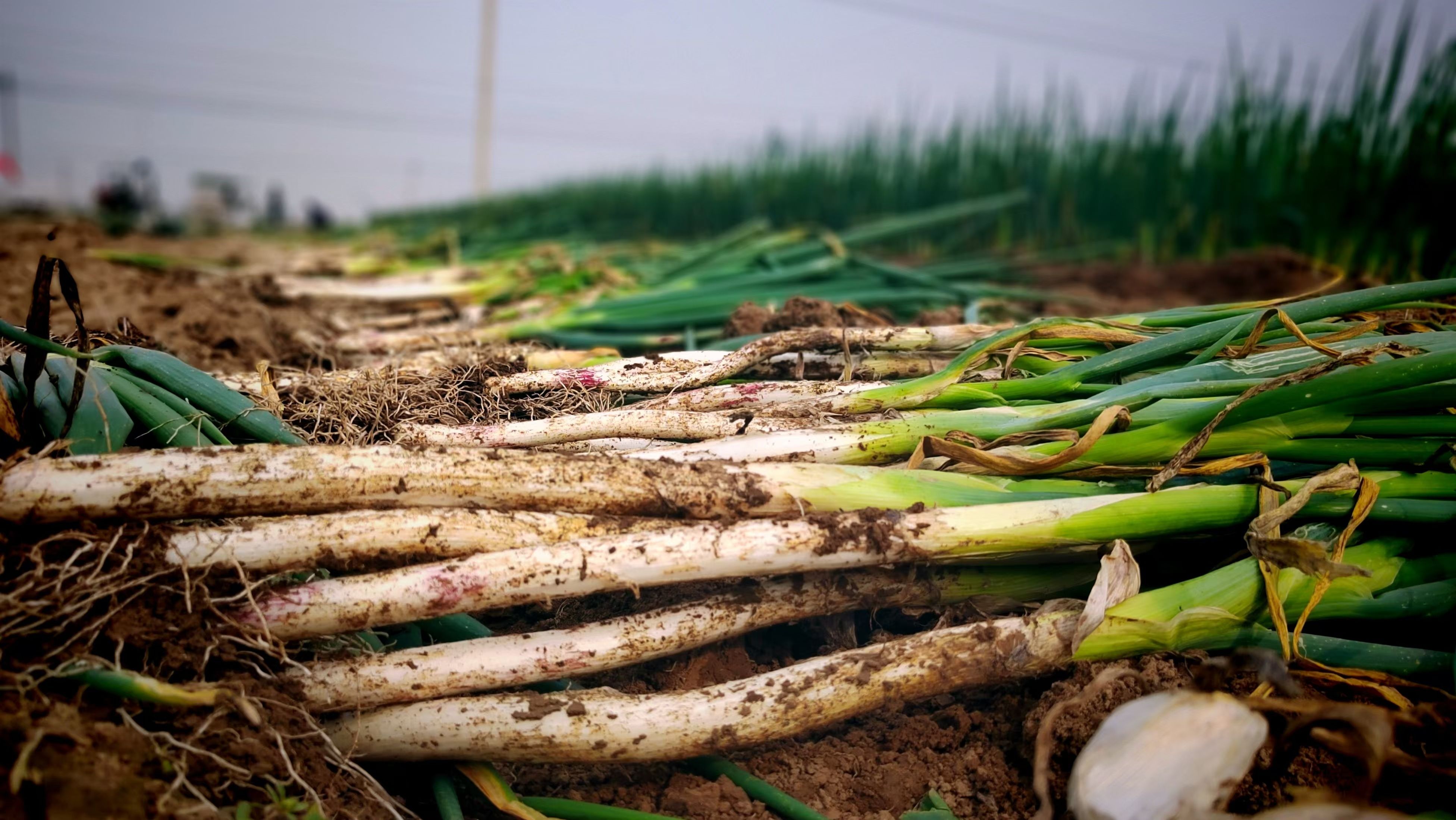 山西长治张家河村：大葱丰收奏响乡村振兴“葱”忙曲”