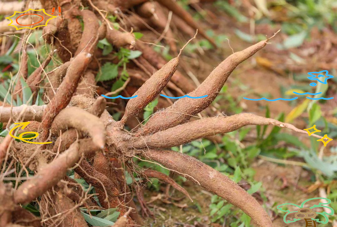 广西容县:3.5万亩木薯迎丰收 电商助力农户增收