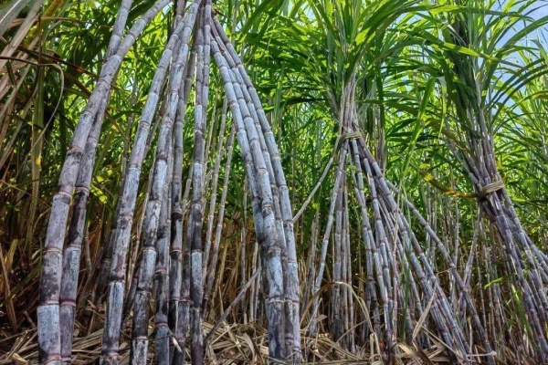 甘蔗怎么种植？种甘蔗有什么技巧？