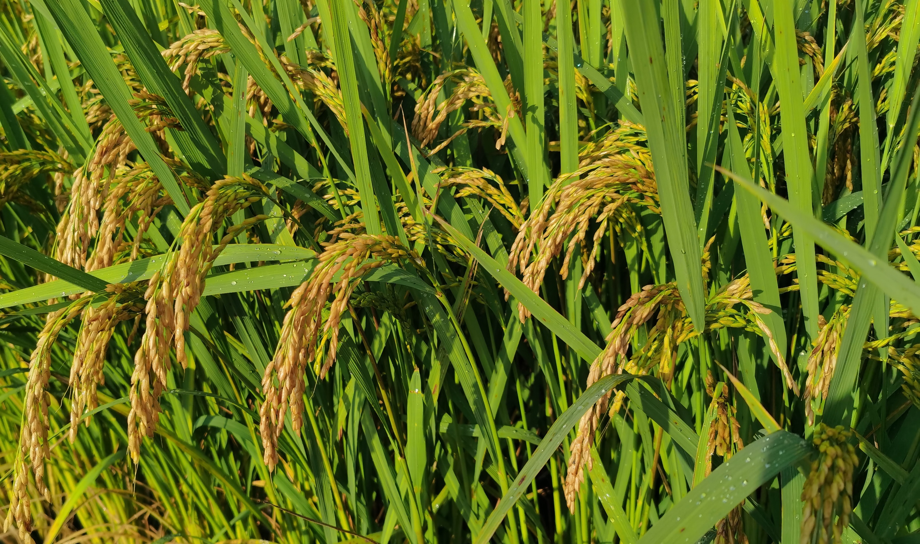 2026年粮补政策全面解读：农民如何把握九大补贴与土地政策新机遇